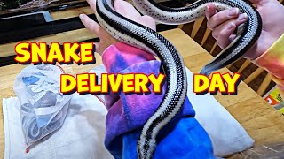 Unboxing Our Newest Snakes Beautiful Rosy Boas [upl. by Nolte]