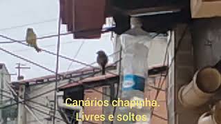 Canário chapinha [upl. by Canada]