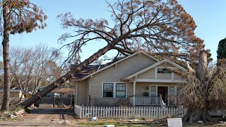 Funniest Tree Cutting Fails 4 [upl. by Shewchuk]