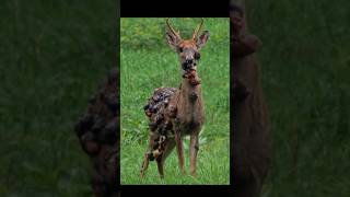 The Creepy Truth About Zombie Deer Disease [upl. by Monica]