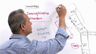 Immunology Lecture 11 Part 3 Immunologlobulins  structure and synthesis genetics [upl. by Irakab969]