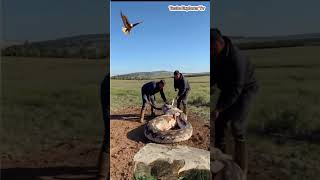 A giant python tasteexplorertv python animals shortsvideo wildlife [upl. by Ormond870]