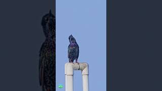 Common Starling Call Song  Birds  India [upl. by Drusie]