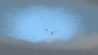 Oyster catcher calls in flight National trust Burwell fen 10Mar15 UK 430p [upl. by Jolene]