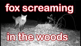 Screaming Fox at Night in the Woods [upl. by Araeit]