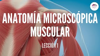 1 ANATOMÍA MICROSCÓPICA MUSCULAR FISIOLOGÍA MUSCULAR [upl. by Zadack]