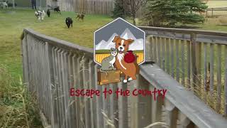 Tour of Escape to the Country Pet Retreat  Dogs and Cats [upl. by Daffy982]