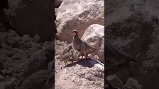 chukars кеклик birds keklik mountains кыргызстан горы nature природа [upl. by Auburn]