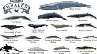 Learn Types of Whales in Ocean  Whales family  whale sounds  Whale Names [upl. by Cinda]