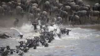 Wildebeest gnu migration crossing to Tanzania from Kenya [upl. by Achorn932]