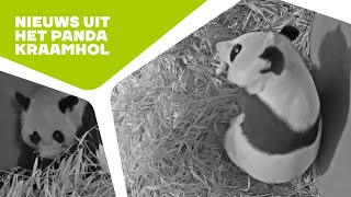 🐼 OPNIEUW EEN REUZENPANDA GEBOREN IN OUWEHANDS DIERENPARK [upl. by Eleon]