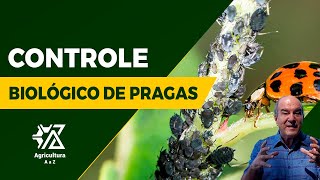 Saiba Tudo Sobre o Controle Biológico de Pragas  com Fernando Valicente [upl. by Jacy]