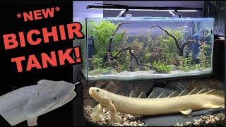 NEW BICHIR  Senegal Bichir Aquascape Tank [upl. by Emelyne44]