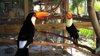 Socializing Toco Toucans  Second Meeting [upl. by Elon542]