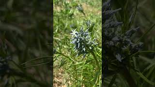 Amsonia blue star shortsyoutube shorts nature plants park garden flowers [upl. by Audi]