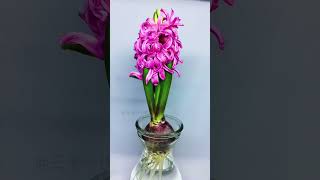 Growing Hyacinthus orientalis Time Lapse [upl. by Yendahc791]