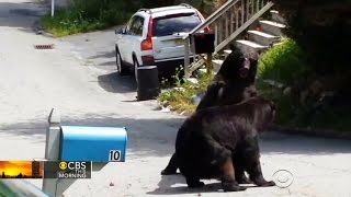 Video captures bear fight in New Jersey suburb [upl. by Liban113]