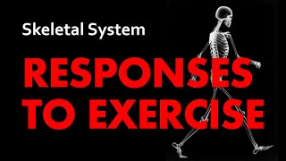 Responses to Exercise  Skeletal System 06  Anatomy amp Physiology [upl. by Ravaj668]