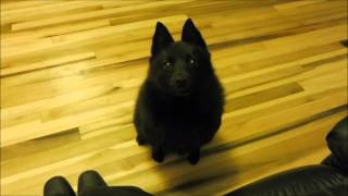 My schipperke knows what he wants [upl. by Skutchan460]