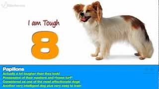 Top 10 Smartest Dog Breeds In The World [upl. by Salakcin354]