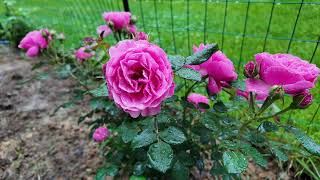 Introduction to Rose Varieties：Leonardo Da Vinci ｜Meilland ｜Shrub｜Rosa ｜ Floribunda｜Short Climber [upl. by Puiia]