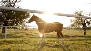 Express Employment Professionals Clydesdales [upl. by Lukey]