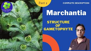 Marchantia  Structure of Gametophyte  BSc 1  MSc 1  NEET [upl. by Miuqaoj]