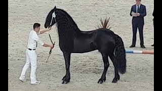 Tsjalle 454 stallion inspection 2019 Friesian horse [upl. by Dill]