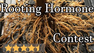 Rooting Hormone 4ways Contest How to propagate Herbs cuttings of Patchouli and Mint Clone Herbs [upl. by Ariana]