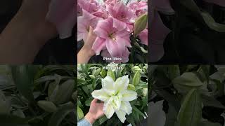 Giant oriental lilies in flower farm [upl. by Ahseral664]