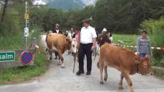 Almabtrieb Marienberg Alm [upl. by Roby652]