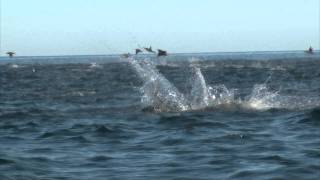 Manta Rays Jumping [upl. by Duong]