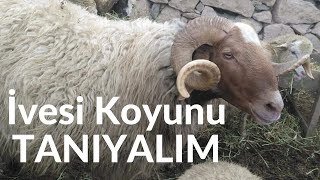 İvesi Koyunu [upl. by Ohare]