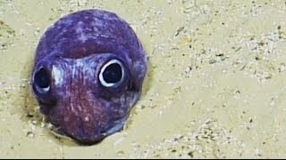 Cute Bobtail Squid  Nautilus Live [upl. by Giselle]