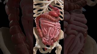 small intestine histology Structure of intestine shorts Campbellteaching [upl. by Lazarus]