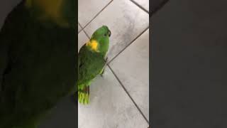 Parrot singing old McDonald [upl. by Laurentium]