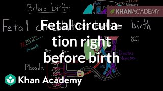 Fetal circulation right before birth  Circulatory system physiology  NCLEXRN  Khan Academy [upl. by Merril]