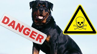 Top 5 Des Chiens Les Plus Dangereux Du Monde [upl. by Ecnarwal]