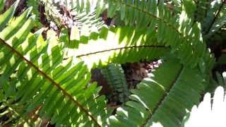 Tuber ladder fern  Nephrolepis cordifolia  Fishbone Fern HD 01 [upl. by Amehr661]