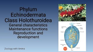 Phylum Echinodermata Class Holothuroidea  Zoology with Amina [upl. by Jovi305]