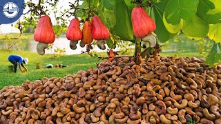 Harvesting MILLIONS of Cashew Nuts For Processing  Mega Food Factory [upl. by Innattirb]