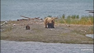 128 Grazer Returns with Two Spring Cubs  July 5 2024 exploreorg [upl. by Isabeau]