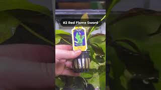 5 Sword Plants for your Aquarium [upl. by Akahc]