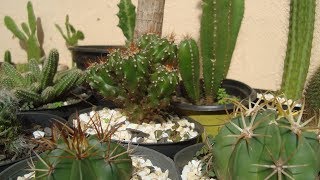 TOP 10  CACTOS de FÁCIL CULTIVO [upl. by Nnaecarg]