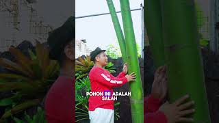 INI DIA POHON PENANGKAL PETIR DAN ULAR  penangkalpetir shorts fyp juraganlahan [upl. by Iznek]