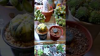 Astrophytum Asterias variegated and super Kabuto [upl. by Ettegirb]