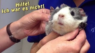 Meerschweinchen unterwegs  Heute Tierarzt  Die Meeries [upl. by Ear]