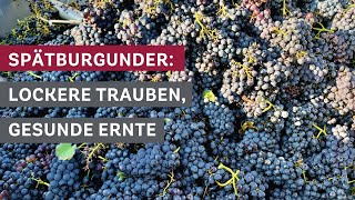 SpätburgunderErnte Lockere Trauben und gesunde Rebstöcke 🍇🌿 [upl. by Cirtemed]