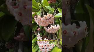 How to Get a Hoya to Bloom👉 [upl. by Tompkins]