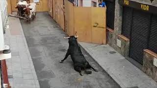 Bull Breaks Legs At Spanish Festival [upl. by Suriaj]